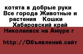 котята в добрые руки - Все города Животные и растения » Кошки   . Хабаровский край,Николаевск-на-Амуре г.